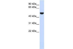 WB Suggested Anti-CD36 Antibody Titration:  0. (CD36 antibody  (N-Term))