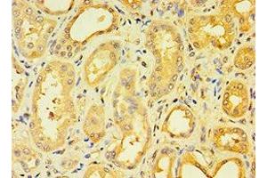 Immunohistochemistry (IHC) image for anti-Ectonucleoside Triphosphate diphosphohydrolase 5 (ENTPD5) (AA 149-428) antibody (ABIN7151376)