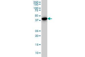 CNOT2 monoclonal antibody (M08), clone 3F1 Western Blot analysis of CNOT2 expression in A-549 .
