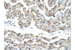 Image no. 1 for anti-Transformer 2 beta Homolog (TRA2B) (AA 121-170) antibody (ABIN202163) (TRA2B antibody  (AA 121-170))