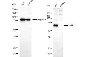 Western blotting analysis using G3BP1 antibody (ABIN7798816).