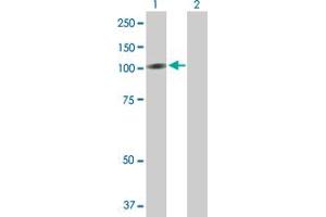 Western Blot analysis of RECK expression in transfected 293T cell line by RECK MaxPab polyclonal antibody. (RECK antibody  (AA 1-971))