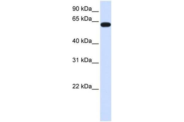 HS6ST3 antibody  (C-Term)
