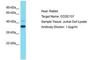 Image no. 1 for anti-Coiled-Coil Domain Containing 137 (CCDC137) (AA 21-70) antibody (ABIN6750791) (CCDC137 antibody  (AA 21-70))