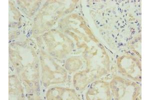Immunohistochemistry of paraffin-embedded human kidney tissue using ABIN7165374 at dilution of 1:100 (FAM122B antibody  (AA 2-247))