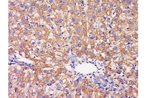 Paraformaldehyde-fixed, paraffin embedded mouse liver, Antigen retrieval by boiling in sodium citrate buffer (pH6) for 15min, Block endogenous peroxidase by 3% hydrogen peroxide for 30 minutes, Blocking buffer (normal goat serum) at 37°C for 20min, Antibody incubation with Rabbit Anti-FAM102B Polyclonal Antibody, Unconjugated  at 1:500 overnight at 4°C, followed by a conjugated secondary for 90 minutes and DAB staining. (FAM102B antibody  (AA 53-150))