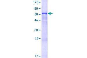 FAM46D Protein (AA 1-389) (GST tag)