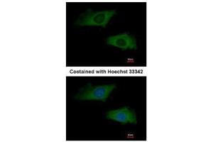 ICC/IF Image Immunofluorescence analysis of methanol-fixed HeLa, using interferon alpha 2, antibody at 1:200 dilution. (IFNA2 antibody  (C-Term))