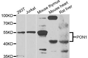 Western blot analysis of extracts of various cell lines, using PON1 antibody (ABIN5975112) at 1/1000 dilution. (PON1 antibody)