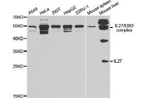 Western Blotting (WB) image for anti-Interleukin 27 (IL27) antibody (ABIN1876684) (IL-27 antibody)