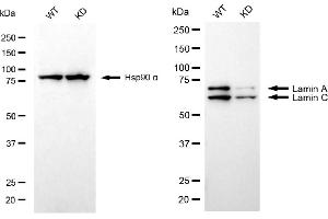 Western blotting analysis using Lamin A/C antibody (ABIN7799228).