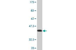 Western Blot detection against Immunogen (35. (USP9X antibody  (AA 1-90))