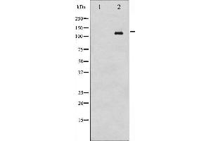 Western blot analysis of Abl phosphorylation expression in RAW264. (ABL1 antibody  (pTyr393, pTyr412))