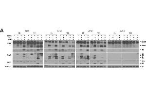 Western Blotting (WB) image for anti-Glyceraldehyde-3-Phosphate Dehydrogenase (GAPDH) antibody (ABIN2857072)