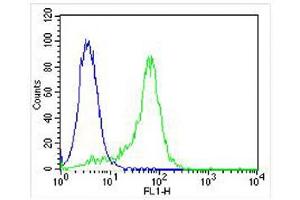 Overlay histogram showing Hela cells stained with (ABIN391332 and ABIN2841360) (green line). (MAPK14 antibody  (AA 301-330))