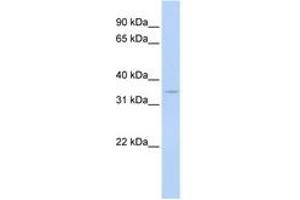 Image no. 1 for anti-Cyclin G1 (CCNG1) (N-Term) antibody (ABIN6744350) (Cyclin G1 antibody  (N-Term))