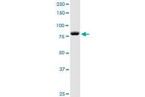 DGKA MaxPab rabbit polyclonal antibody. (DGKA antibody  (AA 1-735))