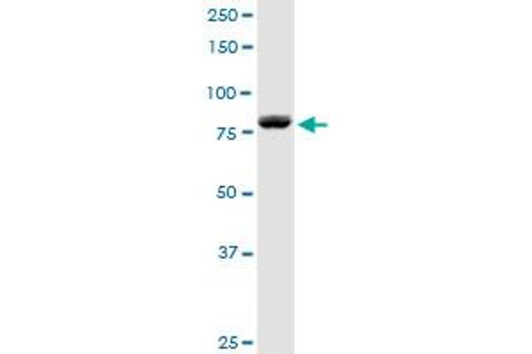 DGKA antibody  (AA 1-735)