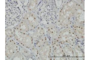 Image no. 6 for anti-Cytidine and DCMP Deaminase Domain Containing 1 (CDADC1) (AA 423-515) antibody (ABIN466247) (CDADC1 antibody  (AA 423-515))