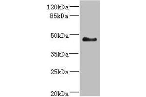 Western blot All lanes: SH3GLB2 antibody at 5. (SH3GLB2 antibody  (AA 1-250))
