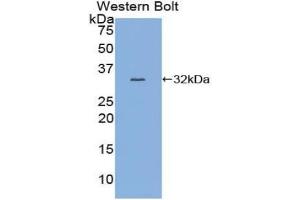 Western blot analysis of the recombinant protein. (MYB antibody  (AA 305-558))