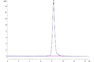 The purity of Human/Cynomolgus/Rhesus macaque ROR1 (30-305,Ig-like&Frizzled Domain) is greater than 95 % as determined by SEC-HPLC.