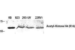 Western Blot (WB) analysis of specific cells using Acetyl-Histone H4 (K16) Polyclonal Antibody. (Histone H4 antibody  (acLys16))