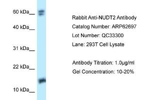 Western Blotting (WB) image for anti-Nudix (Nucleoside Diphosphate Linked Moiety X)-Type Motif 2 (NUDT2) (Middle Region) antibody (ABIN2789216) (NUDT2 antibody  (Middle Region))