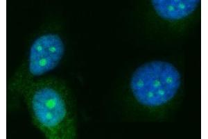 IF analysis of RRS1 using anti-RRS1 antibody (ABIN7602918). (RRS1 antibody  (C-Term))