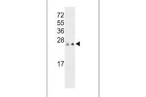 Western blot analysis of PTP4A3 C-term (ABIN392855 and ABIN2842273) in MCF-7 and 293 cell line lysates (35 μg/lane). (PTP4A3 antibody  (C-Term))