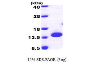 SDS-PAGE (SDS) image for Peptidyl-tRNA Hydrolase 2 (PTRH2) (AA 64-179) protein (His tag) (ABIN667850)