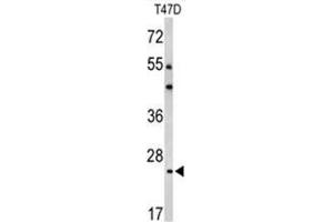 Western blot analysis of BCL2A1 Antibody (Center) in T47D cell line lysates (35µg/lane). (BCL2A1 antibody  (Middle Region))
