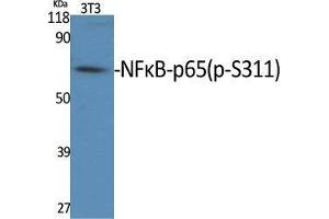 Western Blot (WB) analysis of specific cells using Phospho-NFkappaB-p65 (S311) Polyclonal Antibody. (NF-kB p65 antibody  (pSer311))