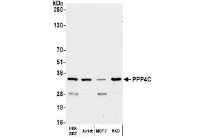 Western Blotting (WB) image for anti-Protein Phosphatase 4, Catalytic Subunit (PPP4C) (AA 1-50) antibody (ABIN7454679)