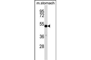 TFCP2L1 Antibody (Center) (ABIN657290 and ABIN2846376) western blot analysis in mouse stomach tissue lysates (35 μg/lane). (TFCP2L1 antibody  (AA 222-251))