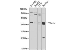 Western blot analysis of extracts of various cell lines, using NODAL antibody (ABIN6133456, ABIN6144699, ABIN6144700 and ABIN6225249) at 1:1000 dilution. (Nodal antibody  (AA 198-347))