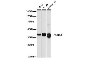 Western blot analysis of extracts of various cell lines, using C2 antibody (ABIN7265549) at 1:1000 dilution.