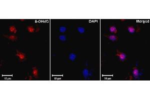 8-hydroxy-guanine Immunofluorescence of mouse monoclonal anti-8-hydroxy-guanine antibody Tissue: Ischemic rat brain Fixation: formalin fixed paraffin embedded Antigen retrieval: not required Primary antibody: 8 hydroxy guanine antibody Localization: nuclear Staining: antibody as red signal with a DAPI blue nuclear counterstain. (8-OHDG antibody)