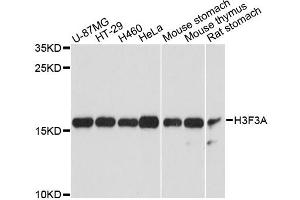 Western blot analysis of extracts of various cell lines, using H3F3A antibody (ABIN6290450) at 1:3000 dilution. (Histone H3.3 antibody)