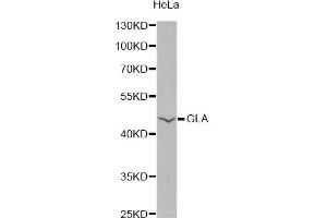 Western blot analysis of extracts of HeLa cells, using GLA antibody. (GLA antibody)