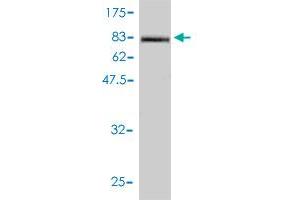 Western Blotting (WB) image for anti-Intercellular Adhesion Molecule 1 (ICAM1) (AA 1-532) antibody (ABIN561403)