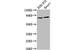 Western Blot Positive WB detected in: NIH/3T3 whole cell lysate, Rat heart tissue All lanes: RPS6KA3 antibody at 2 μg/mL Secondary Goat polyclonal to rabbit IgG at 1/50000 dilution Predicted band size: 84 kDa Observed band size: 84 kDa (RPS6KA3 antibody  (AA 214-431))
