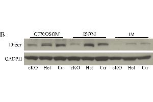 Western Blotting (WB) image for anti-Glyceraldehyde-3-Phosphate Dehydrogenase (GAPDH) antibody (ABIN2857072)