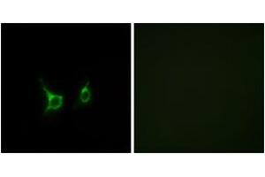 Immunofluorescence analysis of COS7 cells, using FFAR2 Antibody. (FFAR2 antibody  (AA 271-320))