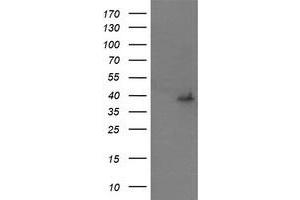 Image no. 2 for anti-Mitogen-Activated Protein Kinase Kinase 3 (MAP2K3) antibody (ABIN1499397) (MAP2K3 antibody)