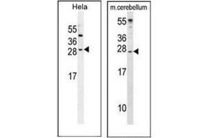 Western blot analysis of IGF2 Antibody in Hela and cell line lysates and in Mouse cerebellum tissue lysates (35µg/lane). (IGF2 antibody  (Middle Region))