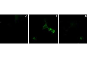 Immunocytochemical double labeling using NRP1 polyclonal antibody  in COS-7 cells mock transfected (A) or transfected with NRP1 constructs (B). (Neuropilin 1 antibody)