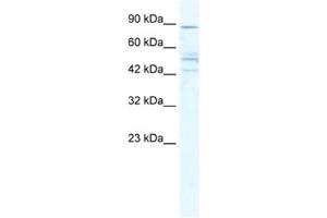 Western Blotting (WB) image for anti-Cholinergic Receptor, Nicotinic, beta 2 (Neuronal) (CHRNB2) antibody (ABIN2461570) (CHRNB2 antibody)