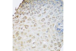 Immunohistochemistry of paraffin-embedded human esophagus using GRPEL2 antibody. (GRPEL2 antibody  (AA 33-225))
