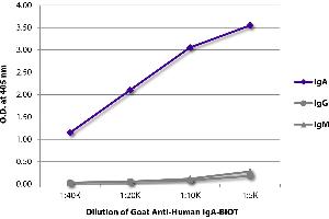 ELISA plate was coated with purified human IgA, IgG, and IgM. (Goat anti-Human IgA (Heavy Chain) Antibody (Biotin))